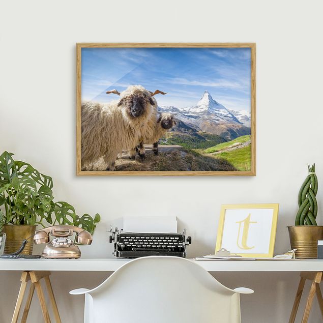 Obrazy w ramie krajobraz Czarnonose owce z Zermatt