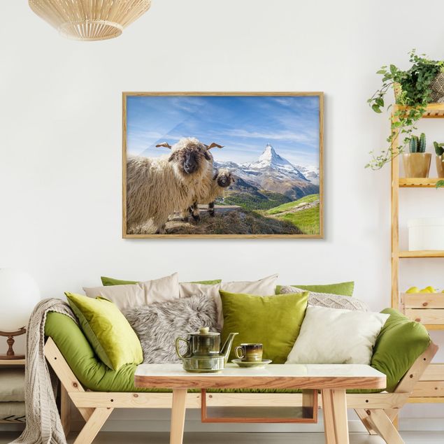 Obrazy w ramie do korytarzu Czarnonose owce z Zermatt