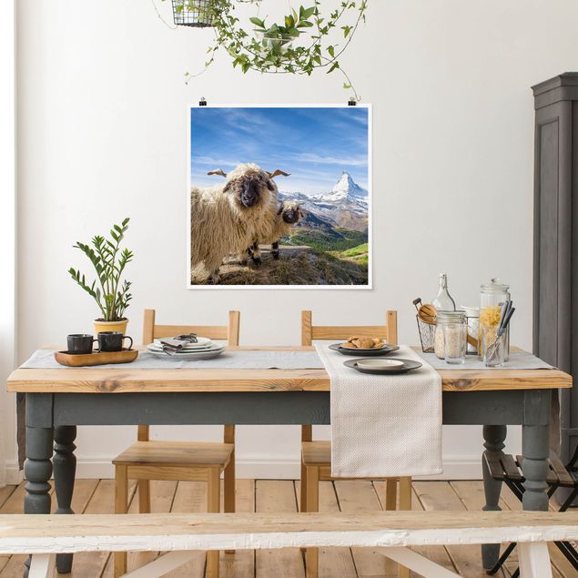 Obrazy do salonu nowoczesne Czarnonose owce z Zermatt