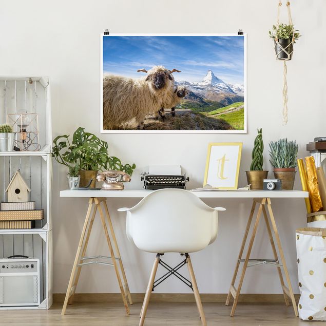 Obrazy do salonu nowoczesne Czarnonose owce z Zermatt
