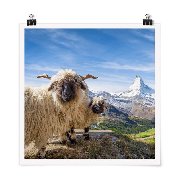 Nowoczesne obrazy Czarnonose owce z Zermatt