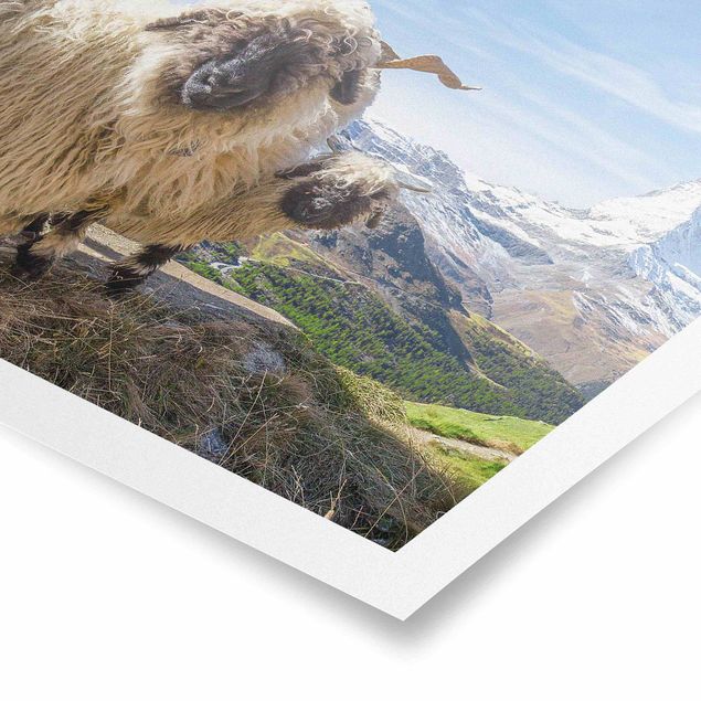 Obrazy z górami Czarnonose owce z Zermatt