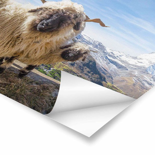 Zwierzęta obrazy Czarnonose owce z Zermatt