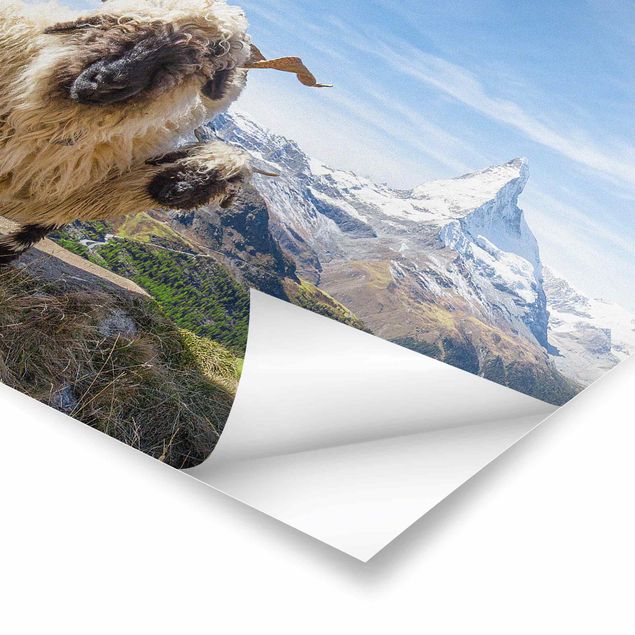 Zwierzęta obrazy Czarnonose owce z Zermatt