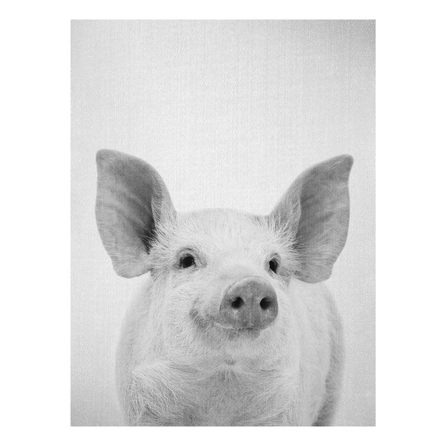Obrazy nowoczesny Pig Shorsh Black And White