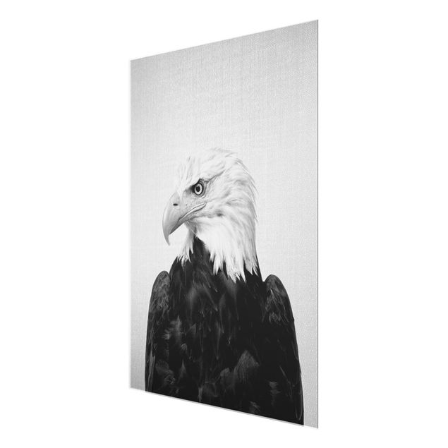 Obrazy ze zwierzętami Sea Eagle Socrates Black And White