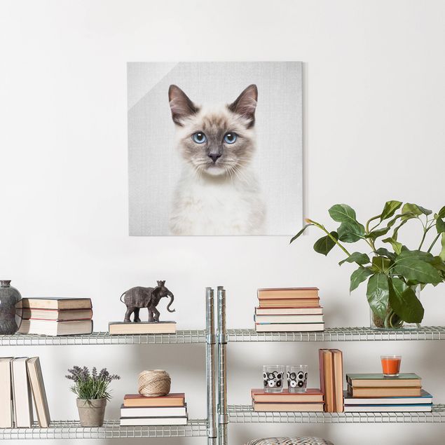 Obrazy do salonu nowoczesne Siamese Cat Sibylle