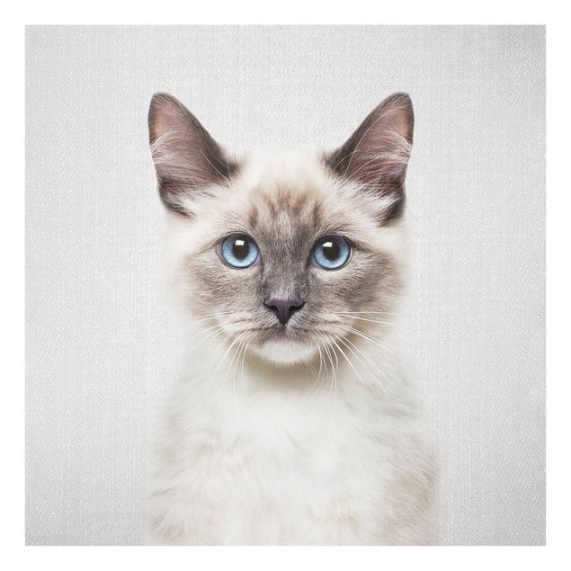 Obrazy na szkle zwierzęta Siamese Cat Sibylle