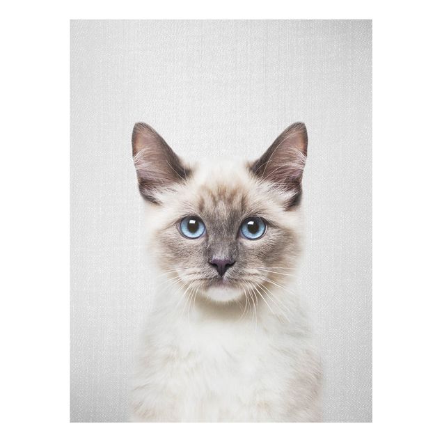 Obrazy na szkle zwierzęta Siamese Cat Sibylle