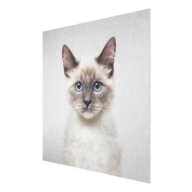 Nowoczesne obrazy Siamese Cat Sibylle