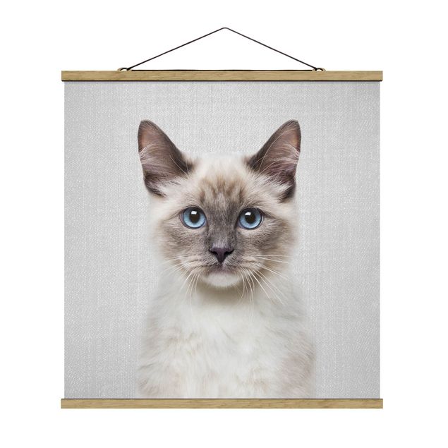 Obrazy koty Siamese Cat Sibylle