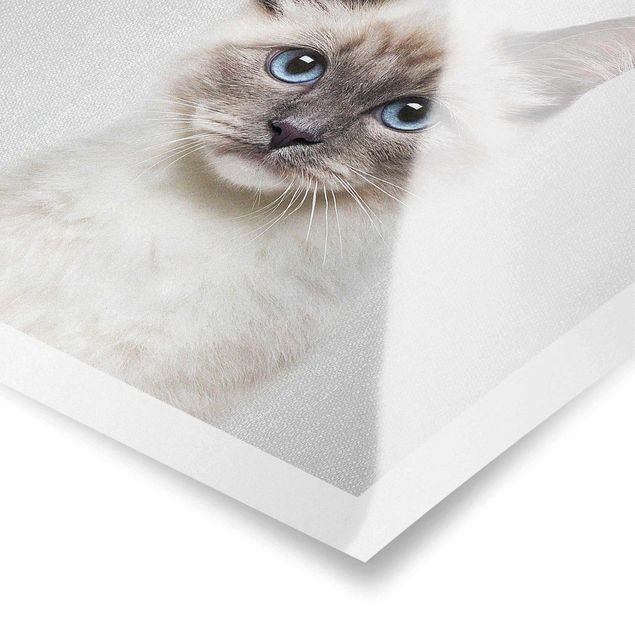 Czarno białe obrazy Siamese Cat Sibylle