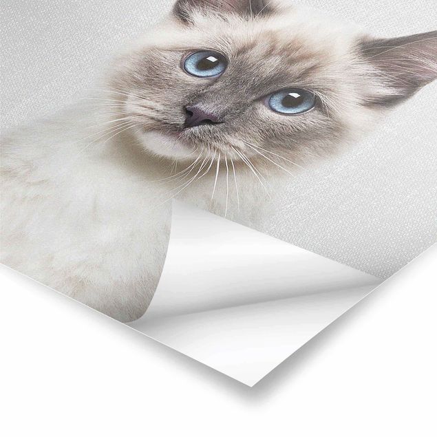 Plakaty czarno białe Siamese Cat Sibylle