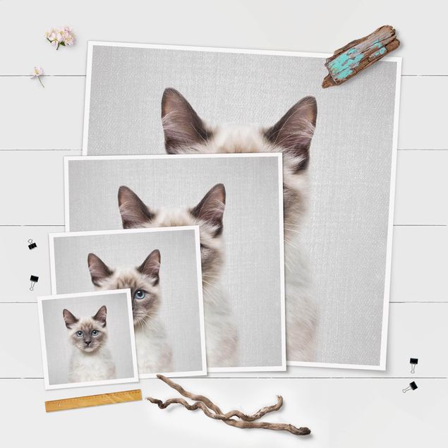 Obrazy na ścianę Siamese Cat Sibylle