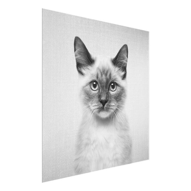 Obrazy koty Siamese Cat Sibylle Black And White