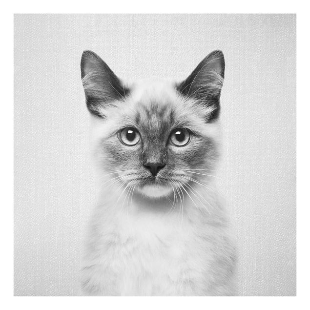 Obrazy na szkle zwierzęta Siamese Cat Sibylle Black And White