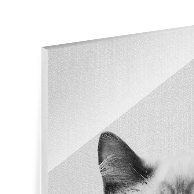 Obrazy zwierzęta Siamese Cat Sibylle Black And White