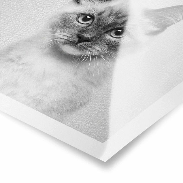 Obrazki czarno białe Siamese Cat Sibylle Black And White