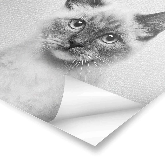 Czarno białe plakaty Siamese Cat Sibylle Black And White