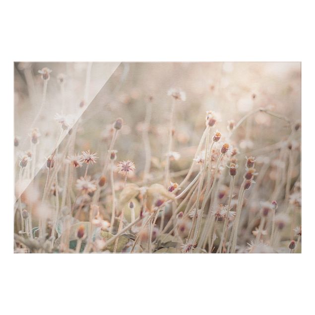 Obrazy z motywem kwiatowym Promienista łąka kwietna