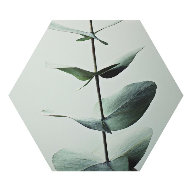 Obrazy z motywem kwiatowym Symetryczna gałązka eukaliptusa