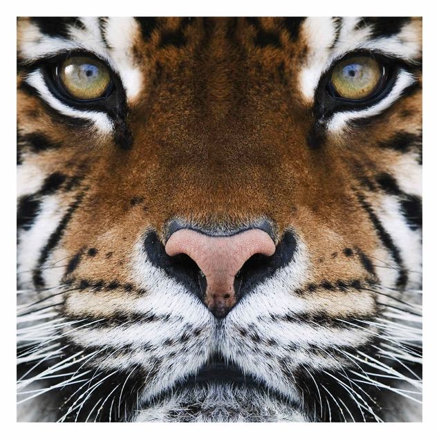 Fototapeta Oczy tygrysa