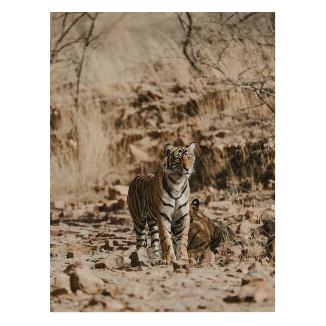 Obraz kota na płótnie Tygrys w środowisku naturalnym