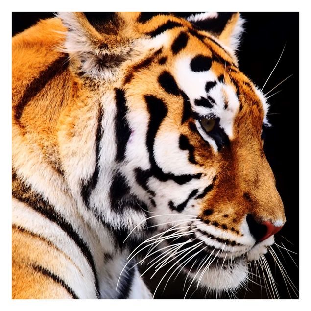 Tapety Tiger Beauty
