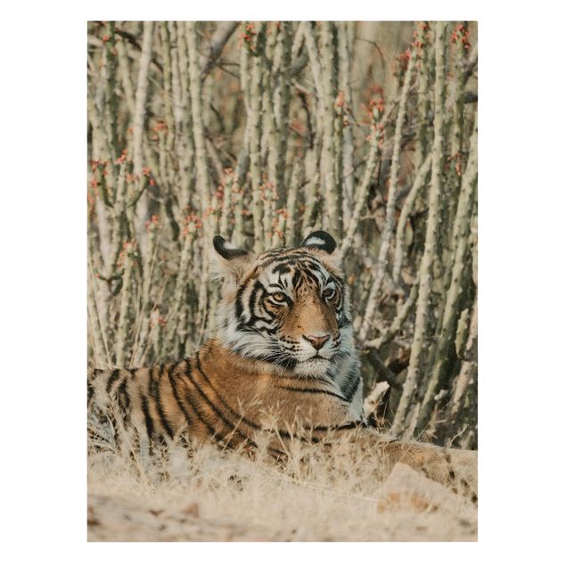 Obraz kota na płótnie Tygrys na tle kaktusów