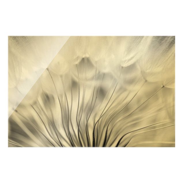 Obrazy nowoczesne Dreamy Dandelion czarno-biały