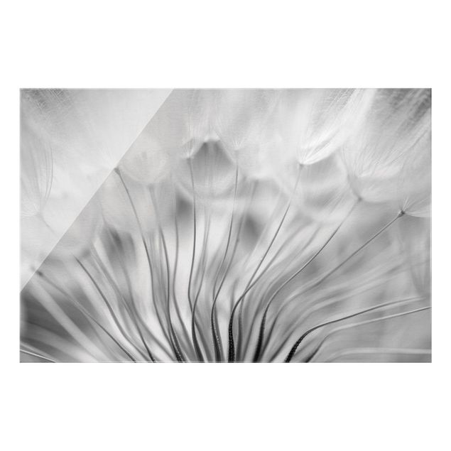Obrazy nowoczesne Dreamy Dandelion czarno-biały