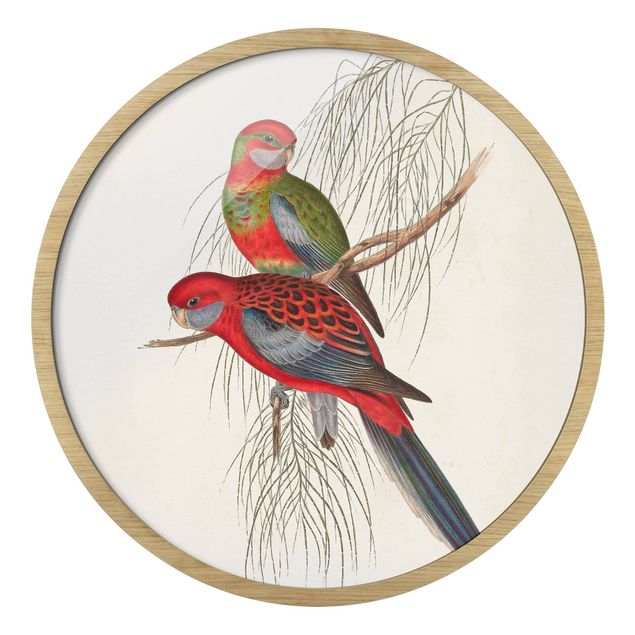 Obrazy zwierzęta Tropical Parrots III