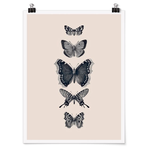 Obrazy motyl Motyle z atramentu na beżowym tle