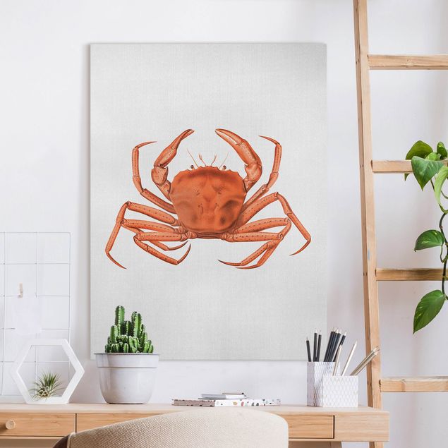 Obrazy do salonu Vintage Illustration Red Crab