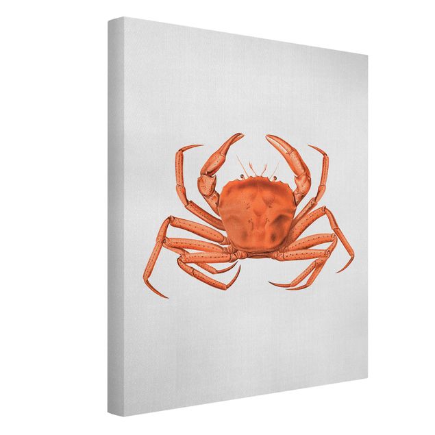 Obrazy krajobraz Vintage Illustration Red Crab
