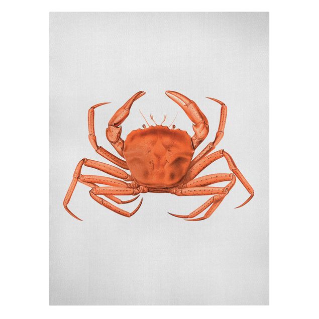 Obrazy zwierzęta Vintage Illustration Red Crab