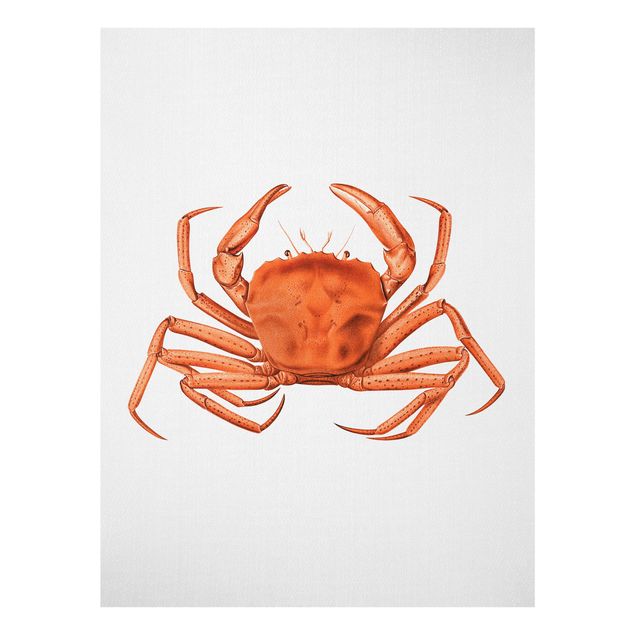Obrazy na szkle zwierzęta Vintage Illustration Red Crab