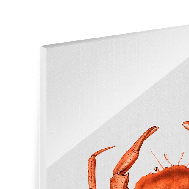 Obrazy nowoczesny Vintage Illustration Red Crab