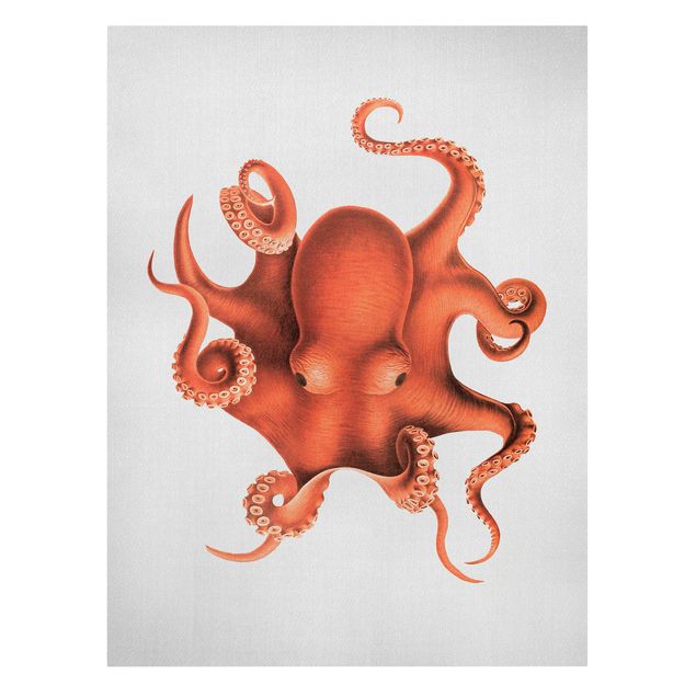 Obrazy zwierzęta Vintage Illustration Red Octopus