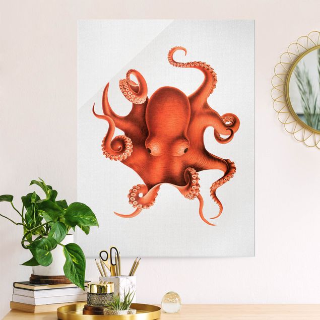 Obrazy z rybami Vintage Illustration Red Octopus