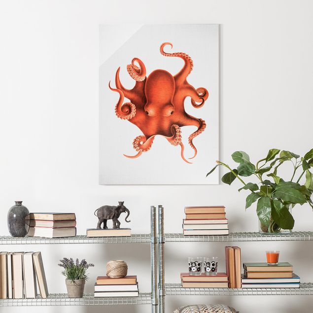 Obrazy na szkle portret Vintage Illustration Red Octopus