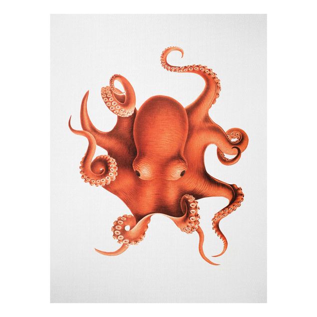 Obrazy na szkle zwierzęta Vintage Illustration Red Octopus