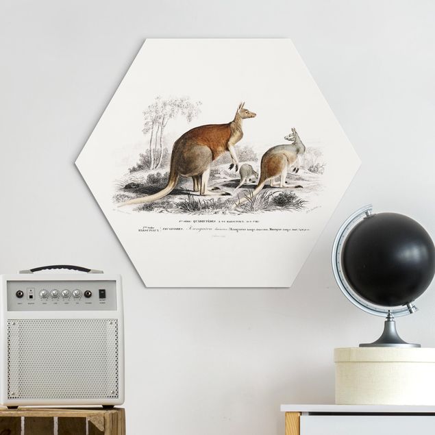 Obrazy do salonu nowoczesne Vintage Teaching Illustration Kangaroo