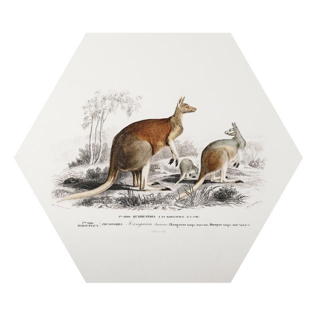 Obrazy Australia Vintage Teaching Illustration Kangaroo