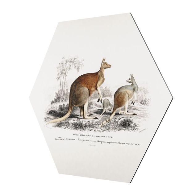 Obraz brązowy Vintage Teaching Illustration Kangaroo