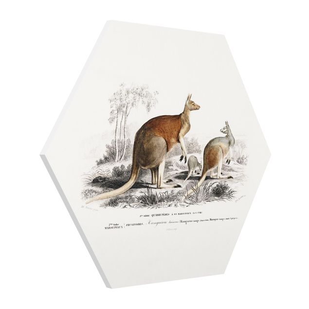 Obrazy retro Vintage Teaching Illustration Kangaroo