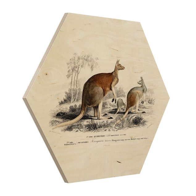 Obrazy retro Vintage Teaching Illustration Kangaroo