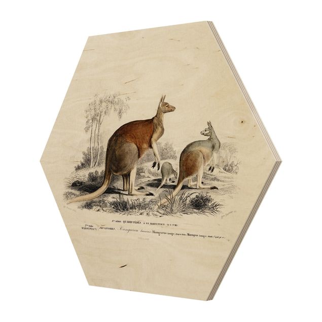 Obraz brązowy Vintage Teaching Illustration Kangaroo