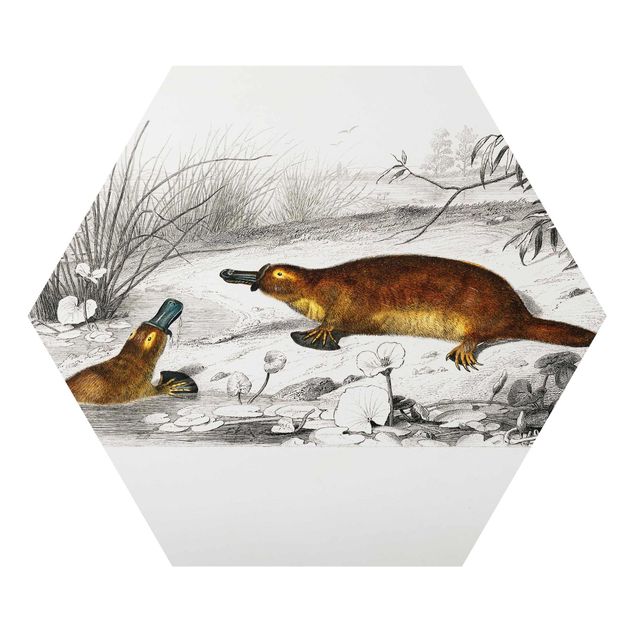 Obrazy Australia Vintage Teaching Illustration Platypus