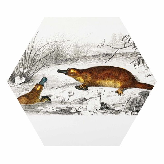 Obrazy Australia Vintage Teaching Illustration Platypus
